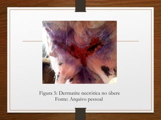 Figura 5: Dermatite necrótica no úbere
Fonte: Arquivo pessoal
 