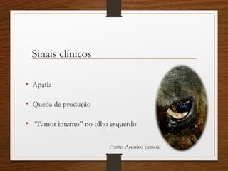 Sinais clínicos
• Apatia
• Queda de produção
• “Tumor interno” no olho esquerdo
Fonte: Arquivo pessoal
 