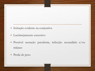 • Irritação evidente na conjuntiva
• Lacrimejamento excessivo
• Possível secreção purulenta, infecção secundária e/ou
miíases
• Perda de peso
 