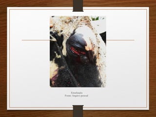 Enucleação
Fonte: Arquivo pessoal
 