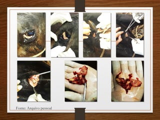 Fonte: Arquivo pessoal
 