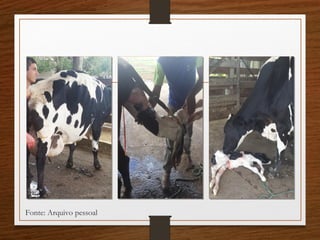 Fonte: Arquivo pessoal
 