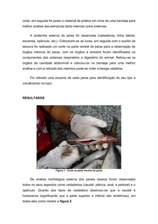 corte, em seguida foi posto o material de prática em cima de uma bandeja para
melhor analise das estruturas tanto internas como externas.
A anatomia externa do peixe foi observada (nadadeiras, linha lateral,
escamas, opérculo, etc.). Colocaram-se as luvas, em seguida com o auxílio da
tesoura foi realizado um corte na parte ventral do peixe para a observação de
órgãos internos do peixe, com os órgãos à amostra foram identificados os
componentes dos sistemas respiratório e digestório do animal. Retirou-se os
órgãos da cavidade abdominal e colocou-os na bandeja para uma melhor
análise e com a retirada dos mesmos pode-se notar a bexiga natatória.
Foi retirado uma escama de cada peixe para identificação do seu tipo e
visualizando na lupa.
RESULTADOS
Figura 1 : Corte na parte Ventral do peixe
Da analise morfológica externa dos peixes ósseos foram observadas
todos os seus aspectos como nadadeiras (caudal, pélvica, anal, e peitoral) e o
opérculo. Quanto aos tipos de nadadeira observou-se que a caudal é
homocerca (significando que a parte superior e inferior são simétricas), em
todos eles como mostra a figura 2:
 