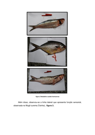 Figura 2 Nadadeira caudais homocercas
Além disso, observou-se a linha lateral que apresenta função sensorial,
observada na Mugil curema (Tainha) , figura 3.
 