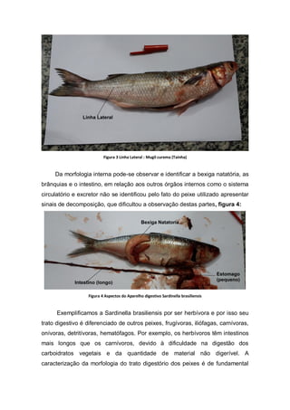 Figura 3 Linha Lateral : Mugil curema (Tainha)
Da morfologia interna pode-se observar e identificar a bexiga natatória, as
brânquias e o intestino, em relação aos outros órgãos internos como o sistema
circulatório e excretor não se identificou pelo fato do peixe utilizado apresentar
sinais de decomposição, que dificultou a observação destas partes, figura 4:
Figura 4 Aspectos do Aparelho digestivo Sardinella brasiliensis
Exemplificamos a Sardinella brasiliensis por ser herbívora e por isso seu
trato digestivo é diferenciado de outros peixes, frugívoras, iliófagas, carnívoras,
onívoras, detritívoras, hematófagos. Por exemplo, os herbívoros têm intestinos
mais longos que os carnívoros, devido à dificuldade na digestão dos
carboidratos vegetais e da quantidade de material não digerível. A
caracterização da morfologia do trato digestório dos peixes é de fundamental
 