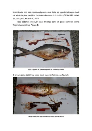 importância, pois está relacionada com a sua dieta, as características do local
de alimentação e o estádio de desenvolvimento do indivíduo (SEIXAS FILHO et
al., 2003; BECKER et al., 2010.
Nos podemos observar essa diferença com um peixe carnívoro como
Trachiotus carolinus, Figura 6:
Figura 6 Aspecto do Aparelho digestivo do Trachiotus carolinus
E em um peixe detritívoro como Mugil curema (Tainha), na figura 7:
Figura 7 Aspecto do aparelho digestivo Mugil curema (Tainha)
 