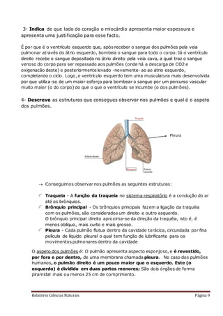 Relatório Ciências Naturais Página 9
3- Indica de que lado do coração o miocárdio apresenta maior espessura e
apresenta uma justificação para esse facto.
É por que é o ventrículo esquerdo que, após receber o sangue dos pulmões pela veia
pulmonar através do átrio esquerdo, bombeia o sangue para todo o corpo. Já o ventrículo
direito recebe o sangue depositado no átrio direito pela veia cava, a qual traz o sangue
venoso do corpo para ser repassado aos pulmões (onde há a descarga de CO2 e
oxigenacão deste) e posteriormente levado -novamente- ao ao átrio esquerdo,
completando o ciclo. Logo, o ventrículo esquerdo tem uma musculatura mais desenvolvida
por que utiliza-se de um maior esforço para bombear o sangue por um percurso vascular
muito maior (o do corpo) do que o que o ventrículo se incumbe (o dos pulmões).
4- Descreve as estruturas que consegues observar nos pulmões e qual é o aspeto
dos pulmões.
 Conseguimos observar nos pulmões as seguintes estruturas:
Traqueia - A função da traqueia no sistema respiratório é a condução do ar
até os brônquios.
Brônquio principal - Os brônquios principais fazem a ligação da traquéia
com os pulmões, são considerados um direito e outro esquerdo.
O brônquio principal direito aproxima-se da direção da traquéia, isto é, é
menos oblíquo, mais curto e mais grosso.
Pleura - Cada pulmão flutua dentro da cavidade torácica, circundada por fina
película de líquido pleural o qual tem função de lubrificante para os
movimentos pulmonares dentro da cavidade
O aspeto dos pulmões é: O pulmão apresenta aspecto esponjoso, e é revestido,
por fora e por dentro, de uma membrana chamada pleura. No caso dos pulmões
humanos, o pulmão direito é um pouco maior que o esquerdo. Este (o
esquerdo) é dividido em duas partes menores; São dois órgãos de forma
piramidal mais ou menos 25 cm de comprimento.
Pleura
 
