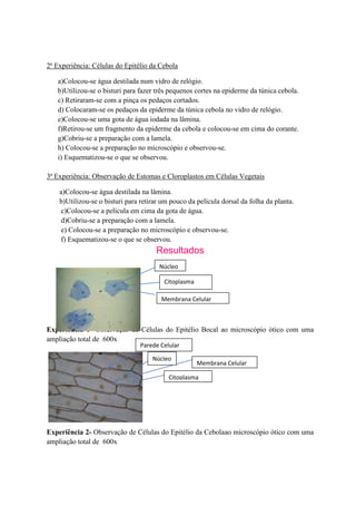 2ª Experiência: Células do Epitélio da Cebola

   a)Colocou-se água destilada num vidro de relógio.
   b)Utilizou-se o bisturi para fazer três pequenos cortes na epiderme da túnica cebola.
   c) Retiraram-se com a pinça os pedaços cortados.
   d) Colocaram-se os pedaços da epiderme da túnica cebola no vidro de relógio.
   e)Colocou-se uma gota de água iodada na lâmina.
   f)Retirou-se um fragmento da epiderme da cebola e colocou-se em cima do corante.
   g)Cobriu-se a preparação com a lamela.
   h) Colocou-se a preparação no microscópio e observou-se.
   i) Esquematizou-se o que se observou.

3ª Experiência: Observação de Estomas e Cloroplastos em Células Vegetais

    a)Colocou-se água destilada na lâmina.
    b)Utilizou-se o bisturi para retirar um pouco da película dorsal da folha da planta.
    c)Colocou-se a película em cima da gota de água.
    d)Cobriu-se a preparação com a lamela.
    e) Colocou-se a preparação no microscópio e observou-se.
    f) Esquematizou-se o que se observou.
                                      Resultados
                                       Núcleo

                                         Citoplasma

                                        Membrana Celular



Experiência 1- Observação de Células do Epitélio Bocal ao microscópio ótico com uma
ampliação total de 600x
                                Parede Celular

                                     Núcleo
                                                      Membrana Celular

                                           Citoplasma




Experiência 2- Observação de Células do Epitélio da Cebolaao microscópio ótico com uma
ampliação total de 600x
 