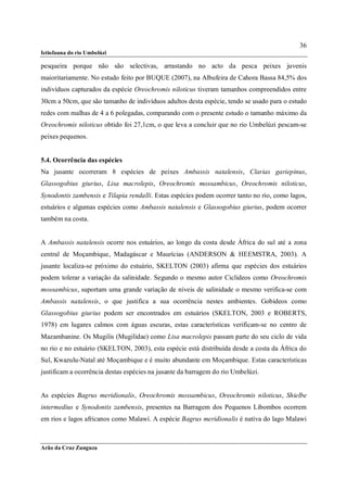 36
Ictiofauna do rio Umbelúzi

pesqueira porque não são selectivas, arrastando no acto da pesca peixes juvenis
maioritariamente. No estudo feito por BUQUE (2007), na Albufeira de Cahora Bassa 84,5% dos
indivíduos capturados da espécie Oreochromis niloticus tiveram tamanhos compreendidos entre
30cm a 50cm, que são tamanho de indivíduos adultos desta espécie, tendo se usado para o estudo
redes com malhas de 4 a 6 polegadas, comparando com o presente estudo o tamanho máximo da
Oreochromis niloticus obtido foi 27,1cm, o que leva a concluir que no rio Umbelúzi pescam-se
peixes pequenos.


5.4. Ocorrência das espécies
Na jusante ocorreram 8 espécies de peixes Ambassis natalensis, Clarias gariepinus,
Glassogobius giurius, Lisa macrolepis, Oreochromis mossambicus, Oreochromis niloticus,
Synodontis zambensis e Tilapia rendalli. Estas espécies podem ocorrer tanto no rio, como lagos,
estuários e algumas espécies como Ambassis natalensis e Glassogobius giurius, podem ocorrer
também na costa.


A Ambassis natalensis ocorre nos estuários, ao longo da costa desde África do sul até a zona
central de Moçambique, Madagáscar e Maurícias (ANDERSON & HEEMSTRA, 2003). A
jusante localiza-se próximo do estuário, SKELTON (2003) afirma que espécies dos estuários
podem tolerar a variação da salinidade. Segundo o mesmo autor Ciclideos como Oreochromis
mossambicus, suportam uma grande variação de níveis de salinidade o mesmo verifica-se com
Ambassis natalensis, o que justifica a sua ocorrência nestes ambientes. Gobideos como
Glassogobius giurius podem ser encontrados em estuários (SKELTON, 2003 e ROBERTS,
1978) em lugares calmos com águas escuras, estas características verificam-se no centro de
Mazambanine. Os Mugilis (Mugilidae) como Lisa macrolepis passam parte do seu ciclo de vida
no rio e no estuário (SKELTON, 2003), esta espécie está distribuída desde a costa da África do
Sul, Kwazulu-Natal até Moçambique e é muito abundante em Moçambique. Estas características
justificam a ocorrência destas espécies na jusante da barragem do rio Umbelúzi.


As espécies Bagrus meridionalis, Oreochromis mossambicus, Oreochromis niloticus, Shielbe
intermedius e Synodontis zambensis, presentes na Barragem dos Pequenos Libombos ocorrem
em rios e lagos africanos como Malawi. A espécie Bagrus meridionalis é nativa do lago Malawi



Arão da Cruz Zunguza
 
