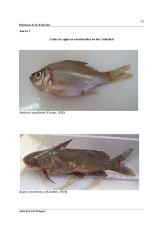 51
Ictiofauna do rio Umbelúzi

Anexo 3

                         Listas de espécies encontradas no rio Umbelúzi




Ambassis natalensis (Cuvier, 1828)




Bagrus meridionalis (Günther, 1894)




Arão da Cruz Zunguza
 