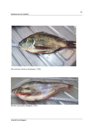 55
Ictiofauna do rio Umbelúzi




Oreochromis niloticus (Lennaeus, 1758)




Shielbe intermedius (Rüppell, 1832)




Arão da Cruz Zunguza
 