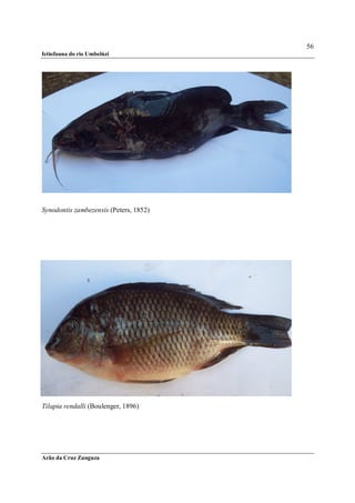 56
Ictiofauna do rio Umbelúzi




Synodontis zambezensis (Peters, 1852)




Tilapia rendalli (Boulenger, 1896)




Arão da Cruz Zunguza
 