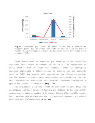 Fig.11. Produção por local de pesca (eixo Y1) e número de
viagens (eixo Y2) da pesca com rede de emalhe fixa do Robalo
flecha C. undecimalis no Delta do Parnaíba entre fevereiro 2016
e março 2017.
Foram encontradas 21 espécies que fazem parte da composição
capturada pelas redes de emalhes de deriva e fixa empregadas no
Delta (malhas 9-16 cm entre nós opostos). Entre as principais
espécies capturadas o robalo flecha se destaca com uma produção
anual de 7.263 kg, seguido pela pescada amarela (Cynoscion acoupa)
com 928 kg-ano, o robalo peva (Centropomus paralelus) com 261 kg-
ano, enquanto os somatórios das espécies restantes equivalem a
apenas 680 kg-ano (18 espécies) (Fig. 12).
Foi registrada a captura também do Camurupim ou pema (Megalops
atlânticus) com 32,6 kg-ano. A Captura por Unidade de Esforço (CPUE)
também mostra maior prevalência do robalo flecha (72,6 kg-100m2
-rede-
ano), seguido pela pescada amarela (9,2 kg-100m2
-rede-ano) e o robalo
peva (2,6 kg-100m2
-rede-ano) (Fig. 12).
0
50
100
150
200
250
300
350
400
0
500
1000
1500
2000
2500
Boca da Barra Canto do Navio Bernardo Praia do Pontal
Nºdeviagensdepesca(n)
Produção(kg)
Rede fixa
Produção Esforço
 
