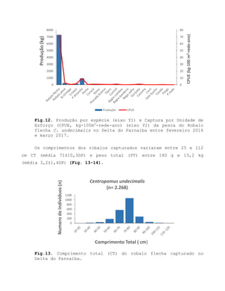 Fig.12. Produção por espécie (eixo Y1) e Captura por Unidade de
Esforço (CPUE, kg-100m2
-rede-ano) (eixo Y2) da pesca do Robalo
flecha C. undecimalis no Delta do Parnaíba entre fevereiro 2016
e março 2017.
Os comprimentos dos robalos capturados variaram entre 25 e 112
cm CT (média 71±10,3DP) e peso total (PT) entre 180 g e 13,2 kg
(média 3,2±1,4DP) (Fig. 13-14).
Fig.13. Comprimento total (CT) do robalo flecha capturado no
Delta do Parnaíba.
0
10
20
30
40
50
60
70
80
0
1000
2000
3000
4000
5000
6000
7000
8000
CPUE(kg-100m2-rede-ano)
Produção(kg)
Produção CPUE
0
200
400
600
800
1000
1200
Numerodeindividuos(n)
Comprimento Total ( cm)
Centropomus undecimalis
(n= 2.268)
 
