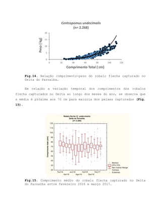 Fig.14. Relação comprimento-peso do robalo flecha capturado no
Delta do Parnaíba.
Em relação a variação temporal dos comprimentos dos robalos
flecha capturados no Delta ao longo dos meses do ano, se observa que
a média é próxima aos 70 cm para maioria dos peixes capturados (Fig.
15).
Fig.15. Comprimento médio do robalo flecha capturado no Delta
do Parnaíba entre fevereiro 2016 e março 2017.
0
5
10
15
20
0 20 40 60 80 100 120
Peso(kg)
Comprimento Total ( cm)
Centropomus undecimalis
(n= 2.268)
Robalo flecha (C. undecimalis)
Delta do Parnaíba
(n= 2.268)
Median
25%-75%
Non-Outlier Range
Outliers
ExtremesFev/16
Abr/16
Jun/16
Ago/16
Out/16
Dez/16
Fev/17
20
30
40
50
60
70
80
90
100
110
120
Comprimentototal(mm)
 