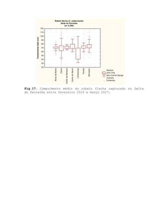 Fig.17. Comprimento médio do robalo flecha capturado no Delta
do Parnaíba entre fevereiro 2016 e março 2017.
Robalo flecha (C. undecimalis)
Delta do Parnaíba
(n= 2.268)
Median
25%-75%
Non-Outlier Range
Outliers
Extremes
BocadaBarra
Canal
CantodaBarraca
CantodoNavio
Lembrança
Pontal
Bernardo
20
30
40
50
60
70
80
90
100
110
120
Comprimentototal(cm)
 