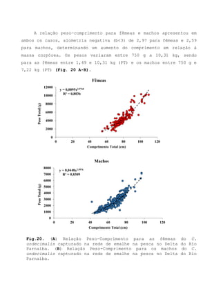 A relação peso-comprimento para fêmeas e machos apresentou em
ambos os casos, alometria negativa (b<3) de 2,97 para fêmeas e 2,59
para machos, determinando um aumento do comprimento em relação à
massa corpórea. Os pesos variaram entre 750 g a 10,31 kg, sendo
para as fêmeas entre 1,49 e 10,31 kg (PT) e os machos entre 750 g e
7,22 kg (PT) (Fig. 20 A-B).
Fig.20. (A) Relação Peso-Comprimento para as fêmeas do C.
undecimalis capturado na rede de emalhe na pesca no Delta do Rio
Parnaíba. (B) Relação Peso-Comprimento para os machos do C.
undecimalis capturado na rede de emalhe na pesca no Delta do Rio
Parnaíba.
y = 0,0095x2,9768
R² = 0,8036
0
2000
4000
6000
8000
10000
12000
0 20 40 60 80 100 120
PesoTotal(g)
Comprimento Total (cm)
Fêmeas
y = 0,0448x2,5976
R² = 0,8309
0
1000
2000
3000
4000
5000
6000
7000
8000
0 20 40 60 80 100 120
PesoTotal(g)
Comprimento Total (cm)
Machos
 