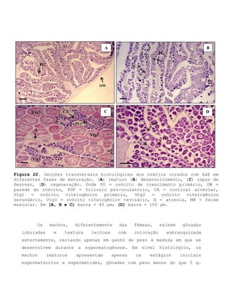 Figura 22. Secções transversais histológicas dos ovários corados com H&E em
diferentes fases de maturação. (A) imaturo (B) desenvolvimento, (C) capaz de
desovar, (D) regeneração. Onde PG = ovócito de crescimento primário, OW =
parede do ovócito, POF = folículo pós-ovulatório, CA = cortical alveolar,
Vtg1 = ovócito vitelogênico primário, Vtg2 = ovócito vitelogênico
secundário, Vtg3 = ovócito vitelogênico terciário, A = atresia, MB = feixe
muscular. Em (A, B e C) barra = 40 μm; (D) barra = 100 μm.
Os machos, diferentemente das fêmeas, exibem gônadas
lobuladas e textura leitosa com coloração esbranquiçada
externamente, variando apenas em ganho de peso à medida em que se
desenvolvem durante a espermatogênese. Em nível histológico, os
machos imaturos apresentam apenas os estágios iniciais
espermatócitos e espermátides, gônadas com peso menor do que 5 g.
OW
PG
MB
A PG
A
CAVtg3
Vtg2
Vtg1
PG
A B
C D
CA
PG
 