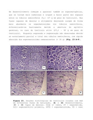 Em desenvolvimento começam a aparecer também as espermatogônias,
que se tornam mais numerosas e ocupam a maior parte dos espaços
entre os túbulos seminíferos (5,1 -27 g em peso do testículo). Nas
fases capazes de desovar e ativamente desovando surgem de forma
mais abundante os espermatozoides nos túbulos seminíferos,
diferenciando-se basicamente devido a abertura do epitélio
germinal, no caso do testículo ativo (27,1 – 90 g em peso do
testículo). Enquanto regressão e regeneração são observadas devido
ao esvaziamento parcial e total dos túbulos seminíferos, com rápida
absorção dos espermatozoides remanescentes (< 36 g) (Fig. 23 A-F).
Figura 23. Secções histológicas de testículos corados com H&E
em diferentes fases de maturação. (A) e (B) Desenvolvimento,
(C) e (D) Capaz de desovar. Onde L= lúmen, ST = espermátide,
Sc1= espermatócito primário, SPTZ = espermatozóide, VD = vaso
 