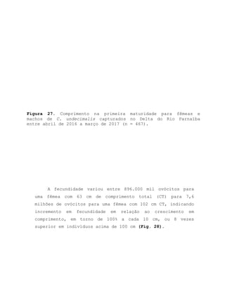 Figura 27. Comprimento na primeira maturidade para fêmeas e
machos de C. undecimalis capturados no Delta do Rio Parnaíba
entre abril de 2016 a março de 2017 (n = 467).
A fecundidade variou entre 896.000 mil ovócitos para
uma fêmea com 63 cm de comprimento total (CT) para 7,6
milhões de ovócitos para uma fêmea com 102 cm CT, indicando
incremento em fecundidade em relação ao crescimento em
comprimento, em torno de 100% a cada 10 cm, ou 8 vezes
superior em indivíduos acima de 100 cm (Fig. 28).
 