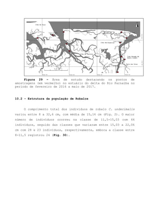Figura 29 – Área de estudo destacando os pontos de
amostragens (em vermelho) no estuário do delta do Rio Parnaíba no
período de fevereiro de 2016 a maio de 2017.
10.2 - Estrutura da população de Robalos
O comprimento total dos indivíduos de robalo C. undecimalis
variou entre 8 a 32,6 cm, com média de 15,16 cm (Fig. 2). O maior
número de indivíduos ocorreu na classe de 11,5-15,03 com 66
indivíduos, seguido das classes que variaram entre 15,03 a 22,06
cm com 28 e 23 indivíduos, respectivamente, embora a classe entre
8-11,5 registrou 24 (Fig. 30).
 