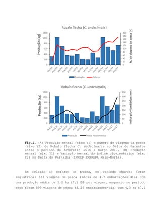 Fig.1. (A) Produção mensal (eixo Y1) e número de viagens da pesca
(eixo Y2) do Robalo flecha C. undecimalis no Delta do Parnaíba
entre o período de fevereiro 2016 e março 2017. (B) Produção
mensal (eixo Y1) e Variação mensal do índice pluviométrico (eixo
Y2) no Delta do Parnaíba (INMEP EMBRAPA Meio-Norte).
Em relação ao esforço de pesca, no período chuvoso foram
registradas 883 viagens de pesca (média de 4,7 embarcações-dia) com
uma produção média de 5,2 kg ±7,1 DP por viagem, enquanto no período
seco foram 599 viagens de pesca (3,19 embarcações-dia) com 4,3 kg ±7,1
0
20
40
60
80
100
120
140
160
180
200
0
200
400
600
800
1000
1200
N.deviagensdepesca(n)
Produção(kg)
Robalo flecha (C. undecimalis)
Produção Esforço
0
50
100
150
200
250
300
350
0
200
400
600
800
1000
1200
Índicepluviométrico(mm)
Produção(kg)
Robalo flecha (C. undecimalis)
Produção Índice Pluviométrico
 