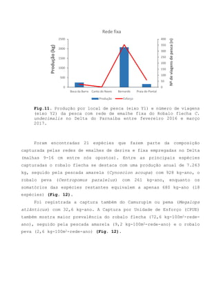 Fig.11. Produção por local de pesca (eixo Y1) e número de viagens
(eixo Y2) da pesca com rede de emalhe fixa do Robalo flecha C.
undecimalis no Delta do Parnaíba entre fevereiro 2016 e março
2017.
Foram encontradas 21 espécies que fazem parte da composição
capturada pelas redes de emalhes de deriva e fixa empregadas no Delta
(malhas 9-16 cm entre nós opostos). Entre as principais espécies
capturadas o robalo flecha se destaca com uma produção anual de 7.263
kg, seguido pela pescada amarela (Cynoscion acoupa) com 928 kg-ano, o
robalo peva (Centropomus paralelus) com 261 kg-ano, enquanto os
somatórios das espécies restantes equivalem a apenas 680 kg-ano (18
espécies) (Fig. 12).
Foi registrada a captura também do Camurupim ou pema (Megalops
atlânticus) com 32,6 kg-ano. A Captura por Unidade de Esforço (CPUE)
também mostra maior prevalência do robalo flecha (72,6 kg-100m2-rede-
ano), seguido pela pescada amarela (9,2 kg-100m2-rede-ano) e o robalo
peva (2,6 kg-100m2-rede-ano) (Fig. 12).
0
50
100
150
200
250
300
350
400
0
500
1000
1500
2000
2500
Boca da Barra Canto do Navio Bernardo Praia do Pontal
Nºdeviagensdepesca(n)
Produção(kg)
Rede fixa
Produção Esforço
 