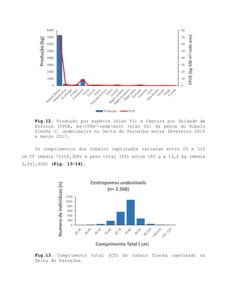 Fig.12. Produção por espécie (eixo Y1) e Captura por Unidade de
Esforço (CPUE, kg-100m2-rede-ano) (eixo Y2) da pesca do Robalo
flecha C. undecimalis no Delta do Parnaíba entre fevereiro 2016
e março 2017.
Os comprimentos dos robalos capturados variaram entre 25 e 112
cm CT (média 71±10,3DP) e peso total (PT) entre 180 g e 13,2 kg (média
3,2±1,4DP) (Fig. 13-14).
Fig.13. Comprimento total (CT) do robalo flecha capturado no
Delta do Parnaíba.
0
10
20
30
40
50
60
70
80
0
1000
2000
3000
4000
5000
6000
7000
8000
CPUE(kg-100m2-rede-ano)
Produção(kg)
Produção CPUE
0
200
400
600
800
1000
1200
Numerodeindividuos(n)
Comprimento Total ( cm)
Centropomus undecimalis
(n= 2.268)
 