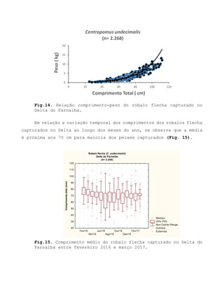 Fig.14. Relação comprimento-peso do robalo flecha capturado no
Delta do Parnaíba.
Em relação a variação temporal dos comprimentos dos robalos flecha
capturados no Delta ao longo dos meses do ano, se observa que a média
é próxima aos 70 cm para maioria dos peixes capturados (Fig. 15).
Fig.15. Comprimento médio do robalo flecha capturado no Delta do
Parnaíba entre fevereiro 2016 e março 2017.
0
5
10
15
20
0 20 40 60 80 100 120
Peso(kg)
Comprimento Total ( cm)
Centropomus undecimalis
(n= 2.268)
Robalo flecha (C. undecimalis)
Delta do Parnaíba
(n= 2.268)
Median
25%-75%
Non-Outlier Range
Outliers
ExtremesFev/16
Abr/16
Jun/16
Ago/16
Out/16
Dez/16
Fev/17
20
30
40
50
60
70
80
90
100
110
120
Comprimentototal(mm)
 