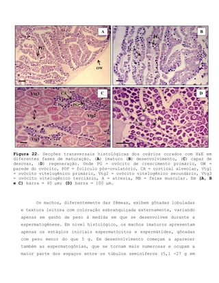 Figura 22. Secções transversais histológicas dos ovários corados com H&E em
diferentes fases de maturação. (A) imaturo (B) desenvolvimento, (C) capaz de
desovar, (D) regeneração. Onde PG = ovócito de crescimento primário, OW =
parede do ovócito, POF = folículo pós-ovulatório, CA = cortical alveolar, Vtg1
= ovócito vitelogênico primário, Vtg2 = ovócito vitelogênico secundário, Vtg3
= ovócito vitelogênico terciário, A = atresia, MB = feixe muscular. Em (A, B
e C) barra = 40 μm; (D) barra = 100 μm.
Os machos, diferentemente das fêmeas, exibem gônadas lobuladas
e textura leitosa com coloração esbranquiçada externamente, variando
apenas em ganho de peso à medida em que se desenvolvem durante a
espermatogênese. Em nível histológico, os machos imaturos apresentam
apenas os estágios iniciais espermatócitos e espermátides, gônadas
com peso menor do que 5 g. Em desenvolvimento começam a aparecer
também as espermatogônias, que se tornam mais numerosas e ocupam a
maior parte dos espaços entre os túbulos seminíferos (5,1 -27 g em
OW
PG
MB
A PG
A
CAVtg3
Vtg2
Vtg1
PG
A B
C D
CA
PG
 
