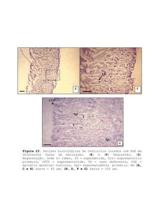 Figura 23. Secções histológicas de testículos corados com H&E em
diferentes fases de maturação. (E) e (F) Regressão, (G)
Regeneração. Onde L= lúmen, ST = espermátide, Sc1= espermatócito
primário, SPTZ = espermatozóide, VD = vaso deferente, CGE =
epitélio germinal contínuo, Sg1= espermatogônia primária. Em (A,
C e E) barra = 40 μm; (B, D, F e G) barra = 100 μm.
 