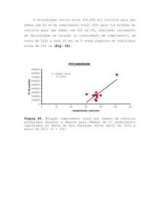 A fecundidade variou entre 896.000 mil ovócitos para uma
fêmea com 63 cm de comprimento total (CT) para 7,6 milhões de
ovócitos para uma fêmea com 102 cm CT, indicando incremento
em fecundidade em relação ao crescimento em comprimento, em
torno de 100% a cada 10 cm, ou 8 vezes superior em indivíduos
acima de 100 cm (Fig. 28).
Figura 28. Relação comprimento total por número de ovócitos
produzidos durante a desova para fêmeas de C. undecimalis
capturados no Delta do Rio Parnaíba entre abril de 2016 a
março de 2017 (n = 10).
y = 144462x - 8E+06
R² = 0,6353
0
1000000
2000000
3000000
4000000
5000000
6000000
7000000
8000000
9000000
0 20 40 60 80 100 120
N°deovócitos
Comprimento total (cm)
FECUNDIDADE
 