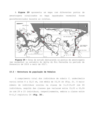 A figura 29 apresenta um mapa com diferentes pontos de
amostragens sinalizados no mapa (quadrados vermelho) foram
georeferenciados durante as coletas.
Figura 29 – Área de estudo destacando os pontos de amostragens
(em vermelho) no estuário do delta do Rio Parnaíba no período de
fevereiro de 2016 a maio de 2017.
10.2 - Estrutura da população de Robalos
O comprimento total dos indivíduos de robalo C. undecimalis
variou entre 8 a 32,6 cm, com média de 15,16 cm (Fig. 2). O maior
número de indivíduos ocorreu na classe de 11,5-15,03 com 66
indivíduos, seguido das classes que variaram entre 15,03 a 22,06
cm com 28 e 23 indivíduos, respectivamente, embora a classe entre
8-11,5 registrou 24 (Fig. 30).
 