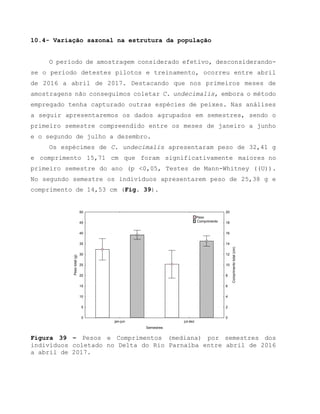 10.4- Variação sazonal na estrutura da população
O período de amostragem considerado efetivo, desconsiderando-
se o período detestes pilotos e treinamento, ocorreu entre abril
de 2016 a abril de 2017. Destacando que nos primeiros meses de
amostragens não conseguimos coletar C. undecimalis, embora o método
empregado tenha capturado outras espécies de peixes. Nas análises
a seguir apresentaremos os dados agrupados em semestres, sendo o
primeiro semestre compreendido entre os meses de janeiro a junho
e o segundo de julho a dezembro.
Os espécimes de C. undecimalis apresentaram peso de 32,41 g
e comprimento 15,71 cm que foram significativamente maiores no
primeiro semestre do ano (p <0,05, Testes de Mann-Whitney ((U)).
No segundo semestre os indivíduos apresentarem peso de 25,38 g e
comprimento de 14,53 cm (Fig. 39).
jan-jun jul-dez
Semestres
0
5
10
15
20
25
30
35
40
45
50
Pesototal(g)
0
2
4
6
8
10
12
14
16
18
20
Comprimentototal(cm)
Peso
Comprimento
Figura 39 – Pesos e Comprimentos (mediana) por semestres dos
indivíduos coletado no Delta do Rio Parnaíba entre abril de 2016
a abril de 2017.
 