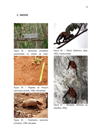 19

5. ANEXOS

Figura

03

-

posicionadas

Figura

04

no

–

armadilhas

estrato

Pegadas

Figura 06 – Cebus libidinosus (Spix,

da

Demonstra

1823), macaco-prego.

de

mata.

Procyon

cancrivorus (Cuvier, 1798), mão-pelada.

Figura 07 – Morcegos, Molossus sp.
(Geoffroy, 1805).

Figura

05

–

Euphractus

(Linnaeus, 1766), tatu-peba.

sexcinctus

 