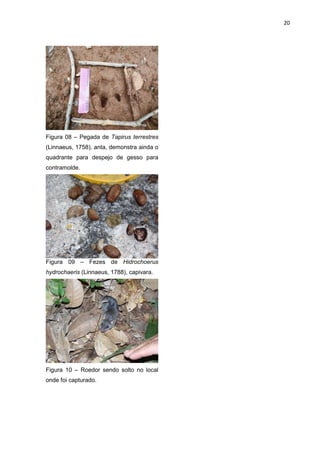 20

Figura 08 – Pegada de Tapirus terrestres
(Linnaeus, 1758), anta, demonstra ainda o
quadrante para despejo de gesso para
contramolde.

Figura 09 – Fezes de Hidrochoerus
hydrochaeris (Linnaeus, 1788), capivara.

Figura 10 – Roedor sendo solto no local
onde foi capturado.

 