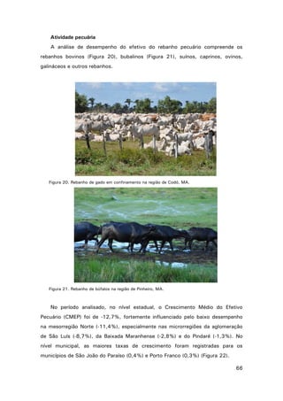 Atividade pecuária
A análise de desempenho do efetivo do rebanho pecuário compreende os
rebanhos bovinos (Figura 20), bubalinos (Figura 21), suínos, caprinos, ovinos,
galináceos e outros rebanhos.

Figura 20. Rebanho de gado em confinamento na região de Codó, MA.

Figura 21. Rebanho de búfalos na região de Pinheiro, MA.

No período analisado, no nível estadual, o Crescimento Médio do Efetivo
Pecuário (CMEP) foi de -12,7%, fortemente influenciado pelo baixo desempenho
na mesorregião Norte (-11,4%), especialmente nas microrregiões da aglomeração
de São Luís (-8,7%), da Baixada Maranhense (-2,8%) e do Pindaré (-1,3%). No
nível municipal, as maiores taxas de crescimento foram registradas para os
municípios de São João do Paraíso (0,4%) e Porto Franco (0,3%) (Figura 22).
66

 