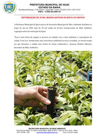PREFEITURA MUNICIPAL DE IGUAÍ
ESTADO DA BAHIA
Pça Manoel Novaes, nº 08, Centro – Iguaí /BA – Fone: (73) 3271-2101 / 3271-2110
CNPJ.: 13.858.303.0001-91
SECRETARIA MUNICIPAL DE MEIO AMBIENTE
Rua Zacarias Matos, s/n, Bairro Leonel Matos, Sede da APA – Serra do Ouro, Iguaí – Bahia
CEP: 45.280 – 000 Fone: (73) 3271-3048
secambienteiguai@hotmail.com
m
DISTRIBUIÇÃO DE 30 MIL MUDAS NATIVAS DA MATA ATLÂNTICA
A Prefeitura Municipal de Iguaí através da Secretaria Municipal de Meio Ambiente distribuiu ao
longo do ano de 2022 mais de 30 mil mudas de árvores remanescentes da Mata Atlântica,
vegetação nativa do município de Iguaí.
"Essa é uma forma de engajar as pessoas no cuidado com o meio ambiente e o paisagismo da
cidade. Com isso, fortalecemos uma consciência ambiental na nossa sociedade, ao mesmo tempo
em que deixamos a cidade mais bonita de forma colaborativa", destacou Roberto Macedo,
Secretário de Meio Ambiente.
 