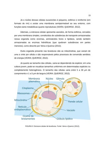 15
Já o núcleo dessas células eucariontes é pequeno, esférico e reniforme (em
formato de rim) e existe uma membrana semipermeável ao seu entorno, com
funções tanto metabólicas quanto reprodutivas (VEIRA; QUEIROZ, 2012).
Ademais, a estrutura celular apresenta vacúolos, de forma esférica, cercados
por uma membrana simples, constituídos de substâncias de transporte armazenadas
nessa organela como enzimas, aminoácidos livres e lipídeos, sendo também
armazenadas as enzimas hidrolíticas (que quebram substâncias em partes
menores), como descrito por Veira e Queiroz (2012).
Outra organela presente nas leveduras são as mitocôndrias, que variam de
uma a vinte por célula e são responsáveis pelos processos de conversão aeróbios
de energia (VEIRA; QUEIROZ, 2012).
Já quanto ao tamanho das células, varia-se dependendo da espécie; em uma
cultura jovem, pode-se visualizar tamanhos uniformes em determinadas espécies ou
completamente heterogêneos. O tamanho das células varia entre 5 a 30 μm de
comprimento e 1 a 5 μm de largura (VEIRA; QUEIROZ, 2012).
FIGURA 5: Estrutura celular de leveduras. Fonte: Veira e Queiroz (2012).
 