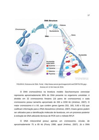 17
FIGURA 6: Estrutura de DNA. Fonte: <http://www.cancer.gov/images/cdr/Live/CDR761781.jpg>.
Acesso em 12 de maio de 2016.
O DNA cromossômico na levedura modelo Saccharomyces cerevisiae
representa aproximadamente 80% do DNA presente no organismo unicelular; é
dividido em 32 cromossomos lineares (16 pares de cromossomos) e cada
cromossomo possui tamanho aproximado de 200 a 2200 kb (Jiménez, 2007). O
maior cromossomo é o XII, que contém genes (genes 25S, 18S, 5.8S e 5S) que
codificam informação para o RNA ribossômico (Jiménez, 2007). Esses genes podem
ser utilizados para a identificação molecular de leveduras, em um processo posterior
à extração de DNA utilizando técnicas de PCR com o método RFLP.
O DNA mitocondrial possui apenas um cromossomo, circular, de
aproximadamente 75 a 85 kb (Foury 1998, apud Jiménez, 2007). Já o DNA
 