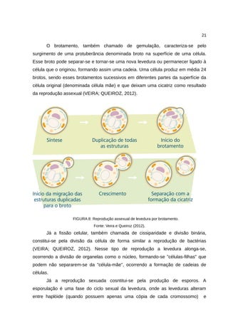 21
O brotamento, também chamado de gemulação, caracteriza-se pelo
surgimento de uma protuberância denominada broto na superfície de uma célula.
Esse broto pode separar-se e tornar-se uma nova levedura ou permanecer ligado à
célula que o originou, formando assim uma cadeia. Uma célula produz em média 24
brotos, sendo esses brotamentos sucessivos em diferentes partes da superfície da
célula original (denominada célula mãe) e que deixam uma cicatriz como resultado
da reprodução assexual (VEIRA; QUEIROZ, 2012).
FIGURA 8: Reprodução assexual de levedura por brotamento.
Fonte: Veira e Queiroz (2012).
Já a fissão celular, também chamada de cissiparidade e divisão binária,
constitui-se pela divisão da célula de forma similar a reprodução de bactérias
(VEIRA; QUEIROZ, 2012). Nesse tipo de reprodução a levedura alonga-se,
ocorrendo a divisão de organelas como o núcleo, formando-se "células-filhas" que
podem não separarem-se da "célula-mãe", ocorrendo a formação de cadeias de
células.
Já a reprodução sexuada cosntitui-se pela produção de esporos. A
esporulação é uma fase do ciclo sexual da levedura, onde as leveduras alteram
entre haplóide (quando possuem apenas uma cópia de cada cromossomo) e
 