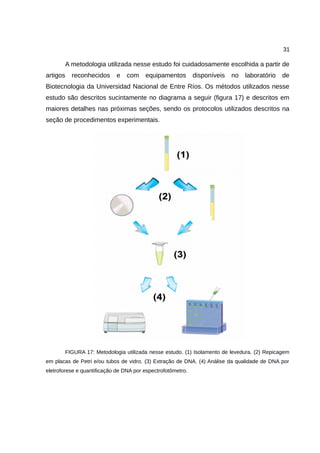 31
A metodologia utilizada nesse estudo foi cuidadosamente escolhida a partir de
artigos reconhecidos e com equipamentos disponíveis no laboratório de
Biotecnologia da Universidad Nacional de Entre Ríos. Os métodos utilizados nesse
estudo são descritos sucintamente no diagrama a seguir (figura 17) e descritos em
maiores detalhes nas próximas seções, sendo os protocolos utilizados descritos na
seção de procedimentos experimentais.
FIGURA 17: Metodologia utilizada nesse estudo. (1) Isolamento de levedura. (2) Repicagem
em placas de Petri e/ou tubos de vidro. (3) Extração de DNA. (4) Análise da qualidade de DNA por
eletroforese e quantificação de DNA por espectrofotômetro.
 