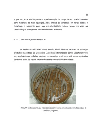 33
e, por isso, é de vital importância a padronização de um protocolo para laboratórios
com materiais de fácil aquisição, para análise de amostras em larga escala e
detalhado o suficiente para sua reproducibilidade futura, tendo em vista as
biotecnologias emergentes relacionadas com leveduras.
2.2.2 Caracterização das leveduras
As leveduras utilizadas nesse estudo foram isoladas de mel de eucalipto
produzido na cidade de Concordia (Argentina) identificadas como Saccharomyces
spp. As leveduras isoladas estavam conservadas em freezer até serem repicadas
para uma placa de Petri e foram novamente conservadas em freezer.
FIGURA 18: Caracterização macroscópica de leveduras encontradas em mel da cidade de
Concordia, Argentina.
 