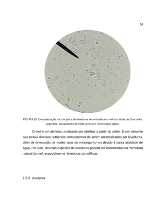 34
FIGURA 19: Caracterização microscópica de leveduras encontradas em mel da cidade de Concordia,
Argentina, em aumento de 1000 vezes em microscópio óptico.
O mel é um alimento produzido por abelhas a partir do pólen. É um alimento
que possui diversos nutrientes com potencial de serem metabolizados por leveduras,
além de diminuição de outros tipos de microrganismos devido à baixa atividade de
água. Por isso, diversas espécies de leveduras podem ser encontradas na microflora
natural do mel, especialmente leveduras osmofílicas.
2.2.3 Assepsia
 