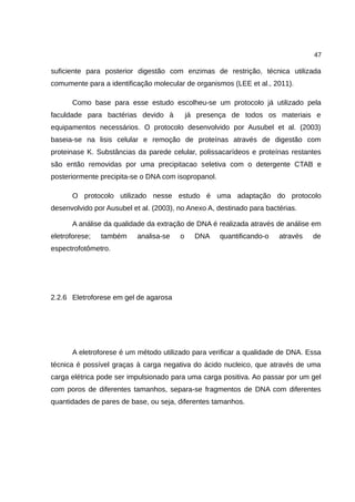 47
suficiente para posterior digestão com enzimas de restrição, técnica utilizada
comumente para a identificação molecular de organismos (LEE et al., 2011).
Como base para esse estudo escolheu-se um protocolo já utilizado pela
faculdade para bactérias devido à já presença de todos os materiais e
equipamentos necessários. O protocolo desenvolvido por Ausubel et al. (2003)
baseia-se na lisis celular e remoção de proteínas através de digestão com
proteinase K. Substâncias da parede celular, polissacarídeos e proteínas restantes
são então removidas por uma precipitacao seletiva com o detergente CTAB e
posteriormente precipita-se o DNA com isopropanol.
O protocolo utilizado nesse estudo é uma adaptação do protocolo
desenvolvido por Ausubel et al. (2003), no Anexo A, destinado para bactérias.
A análise da qualidade da extração de DNA é realizada através de análise em
eletroforese; também analisa-se o DNA quantificando-o através de
espectrofotômetro.
2.2.6 Eletroforese em gel de agarosa
A eletroforese é um método utilizado para verificar a qualidade de DNA. Essa
técnica é possível graças à carga negativa do ácido nucleico, que através de uma
carga elétrica pode ser impulsionado para uma carga positiva. Ao passar por um gel
com poros de diferentes tamanhos, separa-se fragmentos de DNA com diferentes
quantidades de pares de base, ou seja, diferentes tamanhos.
 