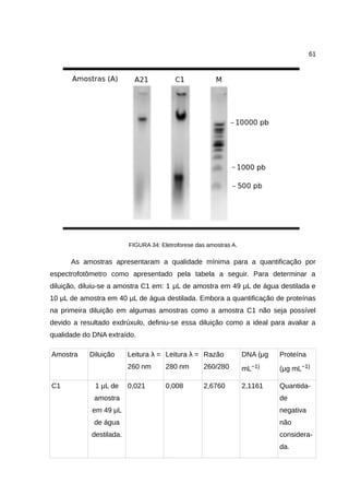 61
FIGURA 34: Eletroforese das amostras A.
As amostras apresentaram a qualidade mínima para a quantificação por
espectrofotômetro como apresentado pela tabela a seguir. Para determinar a
diluição, diluiu-se a amostra C1 em: 1 μL de amostra em 49 μL de água destilada e
10 μL de amostra em 40 μL de água destilada. Embora a quantificação de proteínas
na primeira diluição em algumas amostras como a amostra C1 não seja possível
devido a resultado exdrúxulo, definiu-se essa diluição como a ideal para avaliar a
qualidade do DNA extraído.
Amostra Diluição Leitura λ =
260 nm
Leitura λ =
280 nm
Razão
260/280
DNA (μg
mL−1)
Proteína
(μg mL−1)
C1 1 μL de
amostra
em 49 μL
de água
destilada.
0,021 0,008 2,6760 2,1161 Quantida-
de
negativa
não
considera-
da.
 