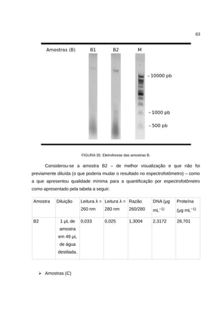 63
FIGURA 35: Eletroforese das amostras B.
Considerou-se a amostra B2 – de melhor visualização e que não foi
previamente diluída (o que poderia mudar o resultado no espectrofotômetro) – como
a que apresentou qualidade mínima para a quantificação por espectrofotômetro
como apresentado pela tabela a seguir.
Amostra Diluição Leitura λ =
260 nm
Leitura λ =
280 nm
Razão
260/280
DNA (μg
mL−1)
Proteína
(μg mL−1)
B2 1 μL de
amostra
em 49 μL
de água
destilada.
0,033 0,025 1,3004 2,3172 28,701
➢ Amostras (C)
 