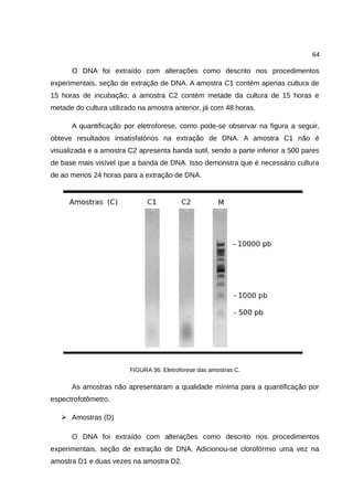 64
O DNA foi extraído com alterações como descrito nos procedimentos
experimentais, seção de extração de DNA. A amostra C1 contém apenas cultura de
15 horas de incubação; a amostra C2 contém metade da cultura de 15 horas e
metade do cultura utilizado na amostra anterior, já com 48 horas.
A quantificação por eletroforese, como pode-se observar na figura a seguir,
obteve resultados insatisfatórios na extração de DNA. A amostra C1 não é
visualizada e a amostra C2 apresenta banda sutil, sendo a parte inferior a 500 pares
de base mais visível que a banda de DNA. Isso demonstra que é necessário cultura
de ao menos 24 horas para a extração de DNA.
FIGURA 36: Eletroforese das amostras C.
As amostras não apresentaram a qualidade mínima para a quantificação por
espectrofotômetro.
➢ Amostras (D)
O DNA foi extraído com alterações como descrito nos procedimentos
experimentais, seção de extração de DNA. Adicionou-se clorofórmio uma vez na
amostra D1 e duas vezes na amostra D2.
 