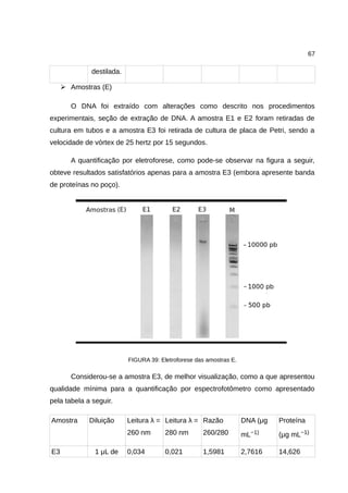 67
destilada.
➢ Amostras (E)
O DNA foi extraído com alterações como descrito nos procedimentos
experimentais, seção de extração de DNA. A amostra E1 e E2 foram retiradas de
cultura em tubos e a amostra E3 foi retirada de cultura de placa de Petri, sendo a
velocidade de vórtex de 25 hertz por 15 segundos.
A quantificação por eletroforese, como pode-se observar na figura a seguir,
obteve resultados satisfatórios apenas para a amostra E3 (embora apresente banda
de proteínas no poço).
FIGURA 39: Eletroforese das amostras E.
Considerou-se a amostra E3, de melhor visualização, como a que apresentou
qualidade mínima para a quantificação por espectrofotômetro como apresentado
pela tabela a seguir.
Amostra Diluição Leitura λ =
260 nm
Leitura λ =
280 nm
Razão
260/280
DNA (μg
mL−1)
Proteína
(μg mL−1)
E3 1 μL de 0,034 0,021 1,5981 2,7616 14,626
 