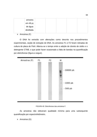 68
amostra
em 49 μL
de água
destilada.
➢ Amostras (F)
O DNA foi extraído com alterações como descrito nos procedimentos
experimentais, seção de extração de DNA. As amostras F1 e F2 foram retiradas de
cultura de placa de Petri. Alterou-se o tempo entre a adição de cloreto de sódio e o
detergente CTAB, o que pode haver ocasionado a falta de bandas na quantificação
por eletroforese (figura a seguir).
FIGURA 40: Eletroforese das amostras F.
As amostras não obtiveram qualidade mínima para uma subsequente
quantificação por espectrofotômetro.
➢ Amostras (G)
 